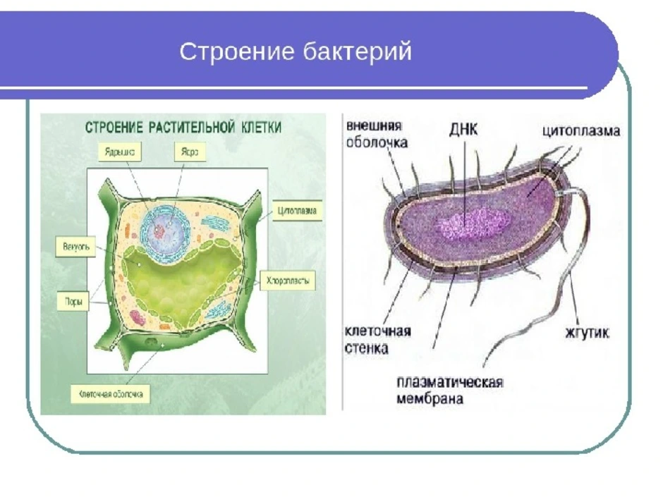 Какое строение у бактерий. Строение бактериальной клетки 6 класс биология. Строение бактериальной клетки 5 класс биология. Строение клетки бактерии 6 класс биология. Бактерия строение рисунок биологии.