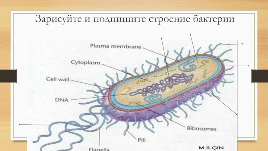 Бактерии прокариоты 5 класс. Строение бактерии. Бактериальная клетка рисунок. Строение бактерии рисунок. Оболочка бактерий.