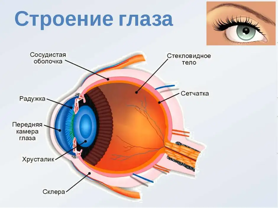 Глаз схема строения рисунок с подписями