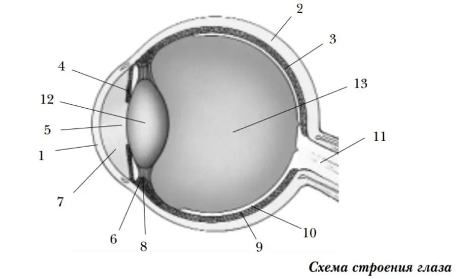 Глаз чертеж. Схема строения глазного анализатора. Строение глаза человека схема. Структура глаза биология 8 класс. Зрительный анализатор строение ЕГЭ.