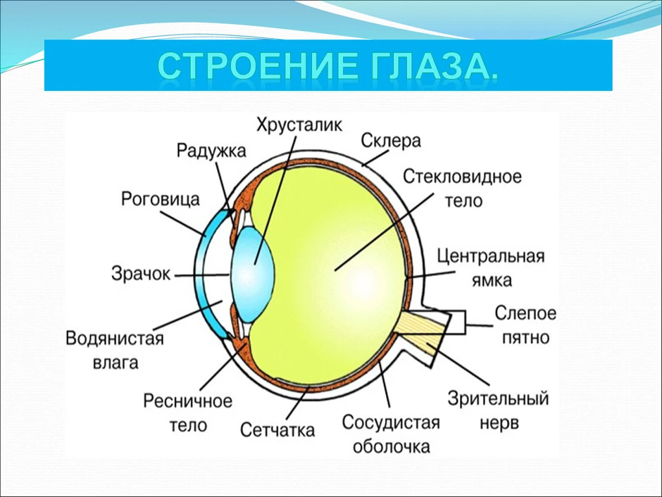 Структура глаза слева направо