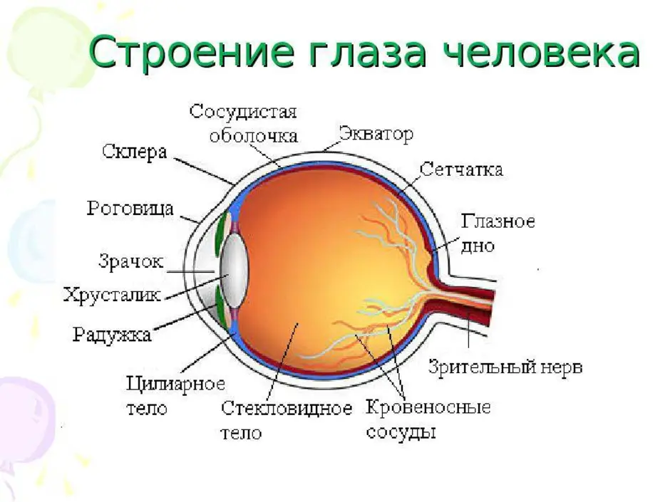 Глаз человека биология 8 класс. Строение глаза человека схема. Схема строения глаза человека с подписями. Строение глаза человека схема анатомия. Строение глаза человека схема с описанием.