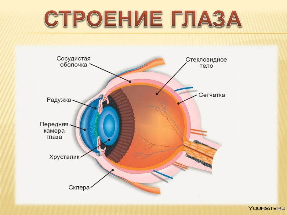 Рассмотрите рисунок строение глаза