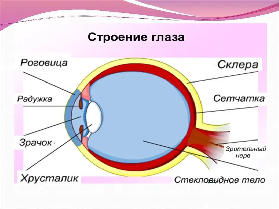 Какой цифрой на рисунке обозначена структура глаза