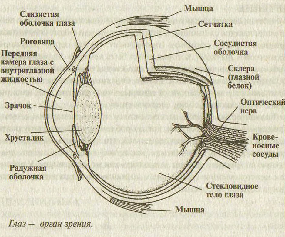 Строение глаза картинка без подписей