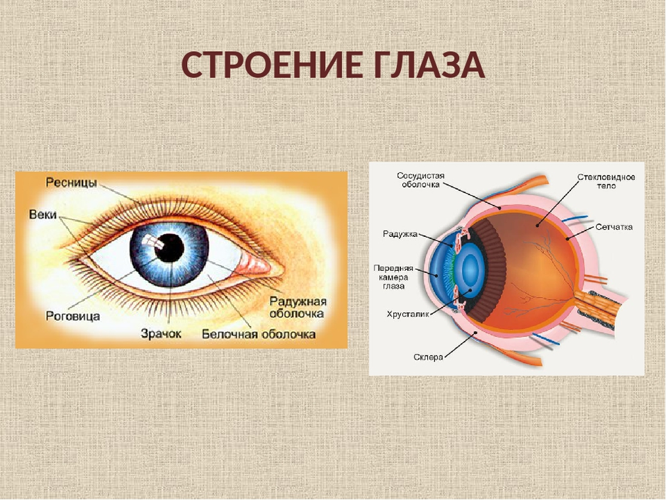 Схема устройства глаза