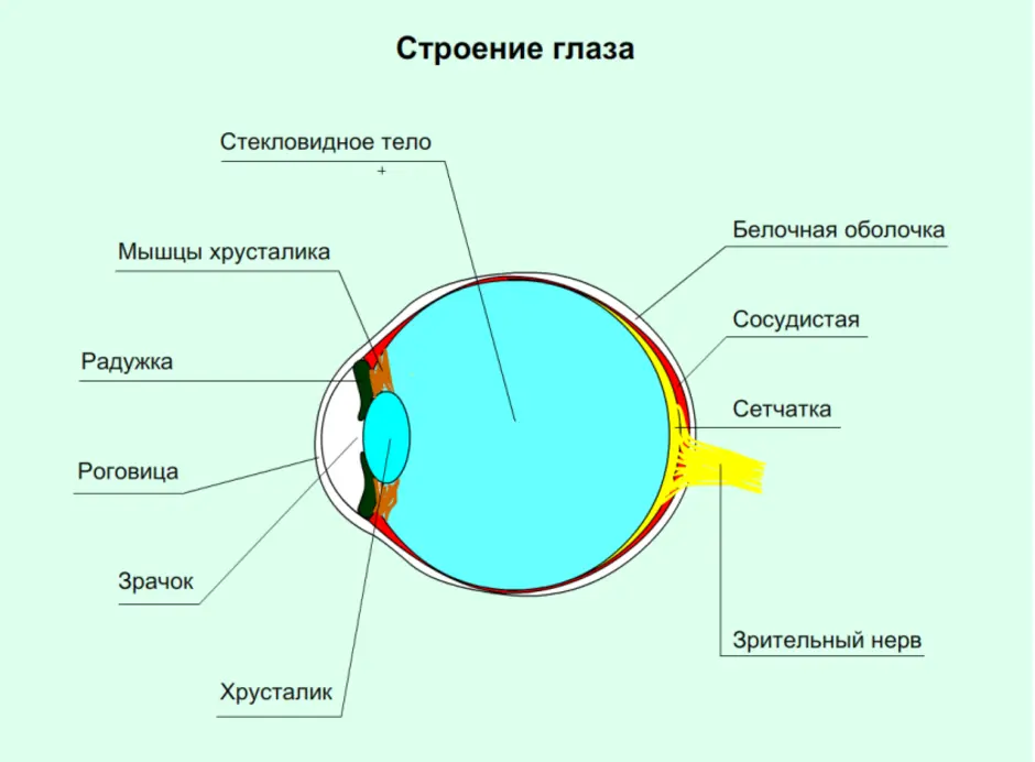 Какой цифрой на рисунке обозначена структура глаза нарушение в которой приводит к дальтонизму