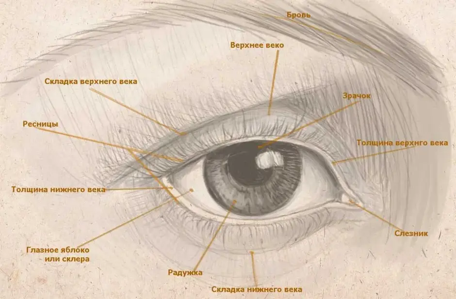 Строение глаза рисунок с обозначениями подробно