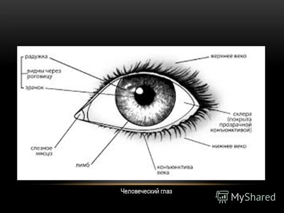 Подписать веко. Внешнее строение глаза человека. Строение глаза вид спереди. Внешнее строение глаза человека схема. Наружное строение глаза.