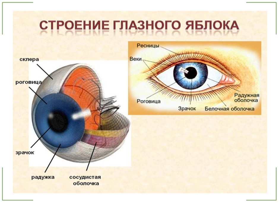 Где в органе зрения находится желтое. Строение глаза роговица радужка. Строение глаза склера роговица зрачок. Строение глаза вид спереди. Внешнее строение глазного яблока.