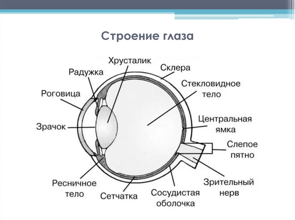 Схема строения глаза 8 класс