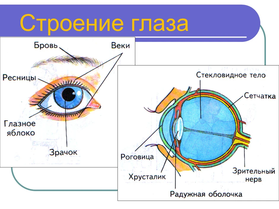 Какой цифрой на рисунке обозначена структура глаза нарушение в которой приводит к дальтонизму