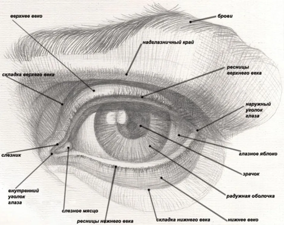 Строение глаза человека рисунок с подписями