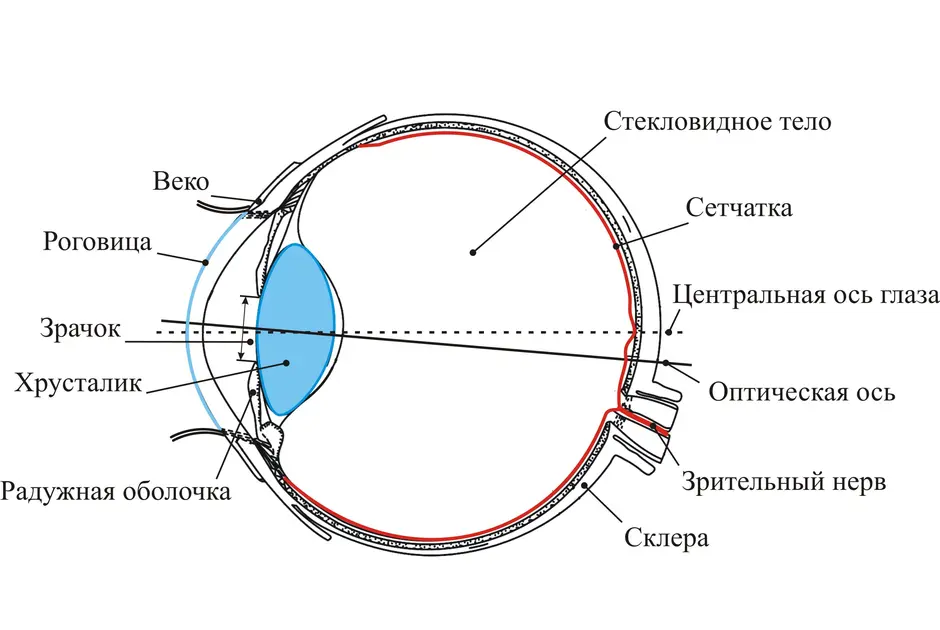 Схема строения зрительного анализатора 8 класс