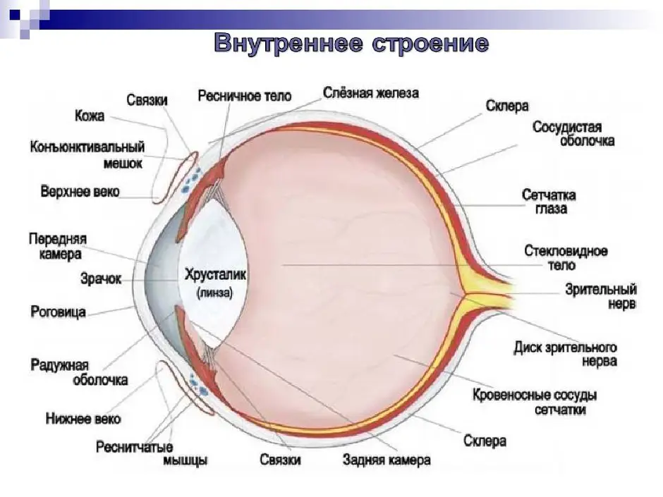 Прозрачная часть склеры относящаяся к оптической системе глаза на рисунке обозначена цифрой