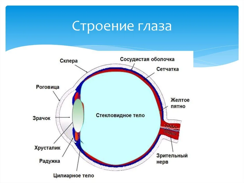 Какой буквой на рисунке обозначена структура глаза на которой формируется изображение