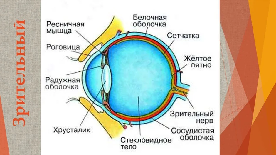 В какой области глазного яблока происходит фокусировка изображения