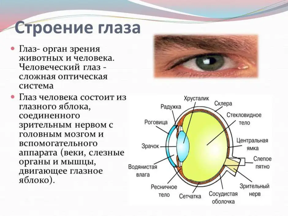 Строение органа зрения рисунок