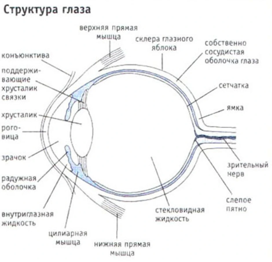 План строения глазного яблока