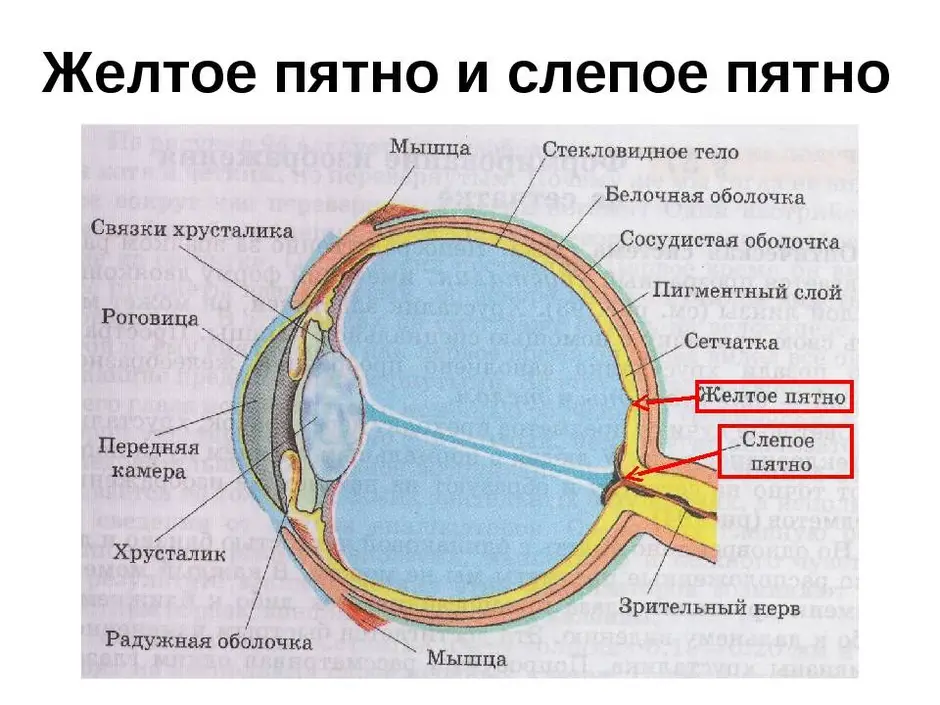 Выбери какими цифрами на рисунке обозначены следующие структуры глаза