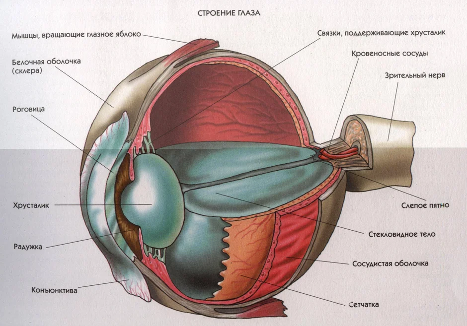Строение глаза рисунок с обозначениями подробно