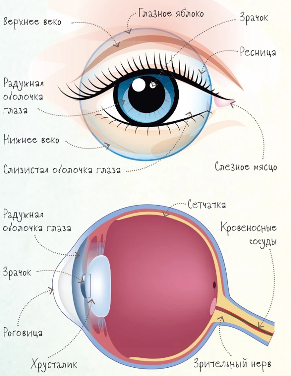 Нормальный глаз схема
