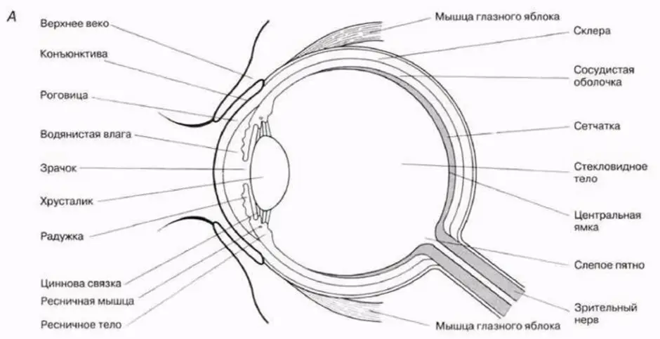 Строение глаза рисунок с обозначениями