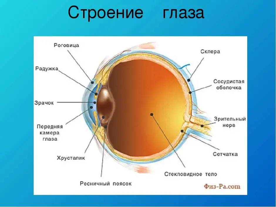 Какой цифрой на рисунке обозначена структура глаза нарушение в которой приводит к дальтонизму