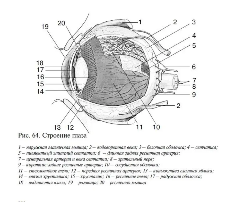 Строение глазного яблока рисунок с подписями