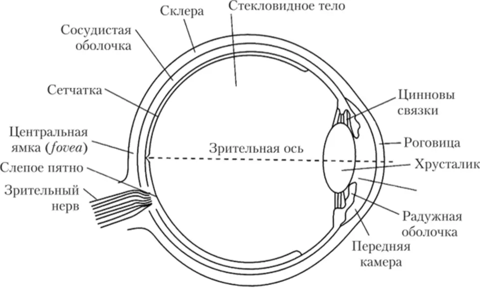Нормальный глаз схема. Строение зрительного анализатора глазное яблоко. Строение глазного анализатора человека схема. Глазной анализатор строение рисунок. Схема глаза зрительный анализатор.
