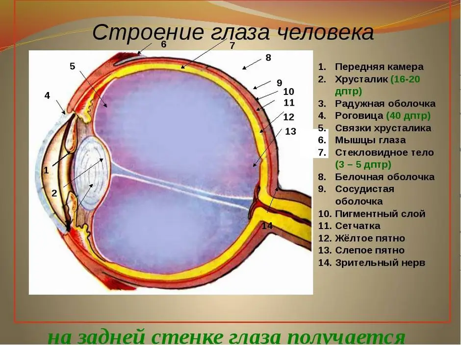 Найди какими цифрами на рисунке обозначены следующие структуры глаза