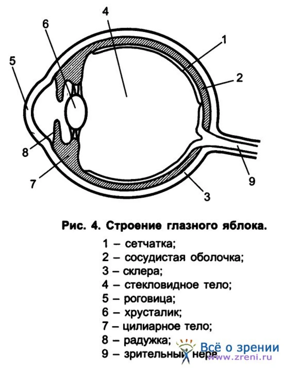 Сагиттальный разрез глаза фото