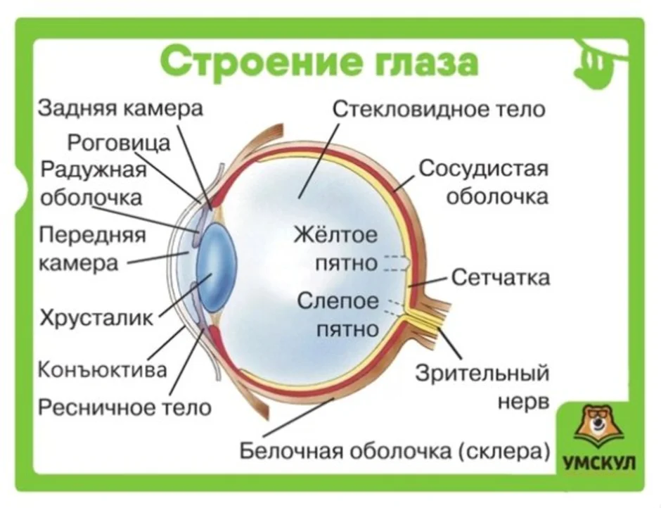 Найдите соответствие оболочка глаза