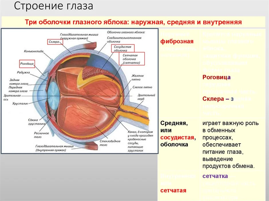 Строение глаза рисунок с обозначениями подробно