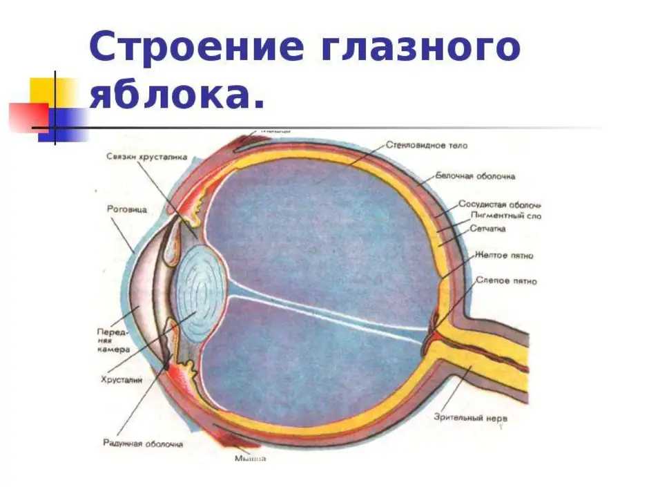 Строение глазного яблока презентация