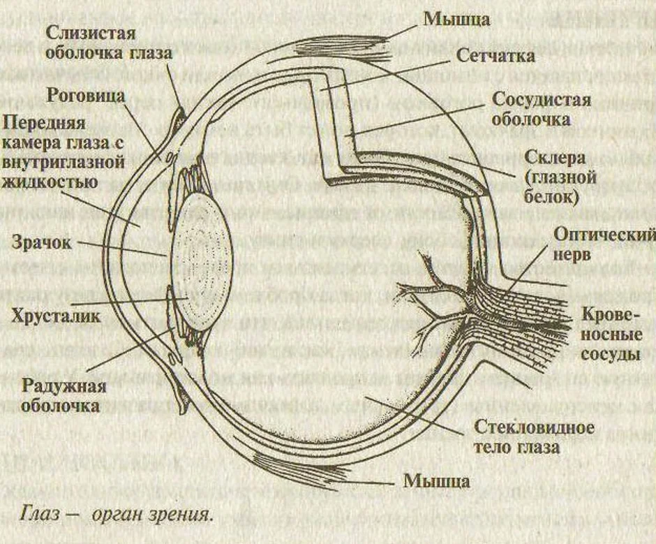 На какой части глазного яблока образуется изображение. Схема строения оболочек глазного яблока. Строение глазного яблока анатомия. Схематическое изображение глазного яблока человека. Строение глаза человека схема.