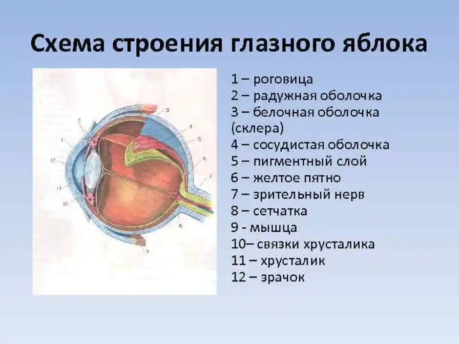 Глаза 8 класс. Строение зрительного анализатора глазное яблоко. Орган зрения глазное яблоко анатомия. Строение глазного яблока человека и функции. Строение глазного яблока анатомия.