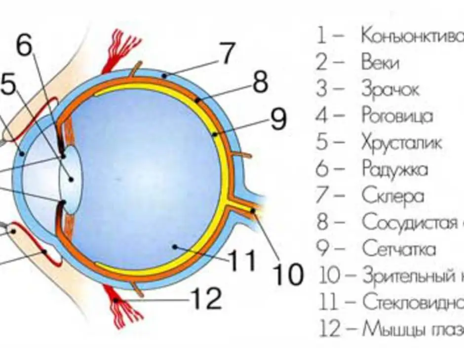 Выбери какими цифрами на рисунке обозначены следующие структуры глаза