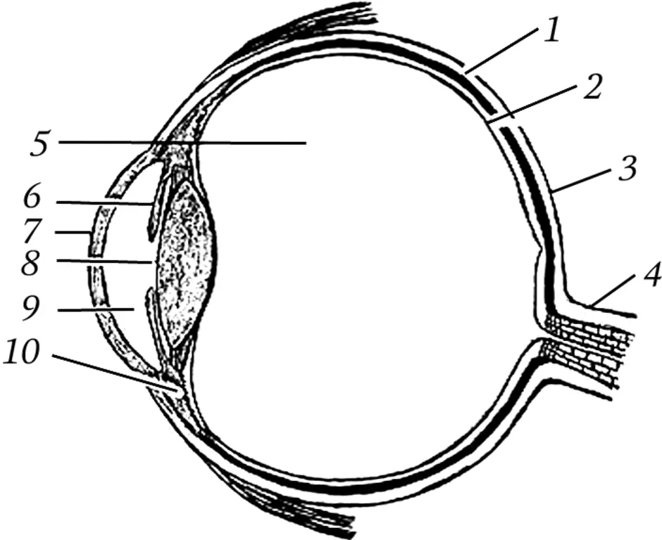 Строение глаза с обозначениями. Строение глазного яблока анатомия схема. Схема глазного яблока глаза. Строение зрительного анализатора глазное яблоко. Строение глаза анатомия без подписей.