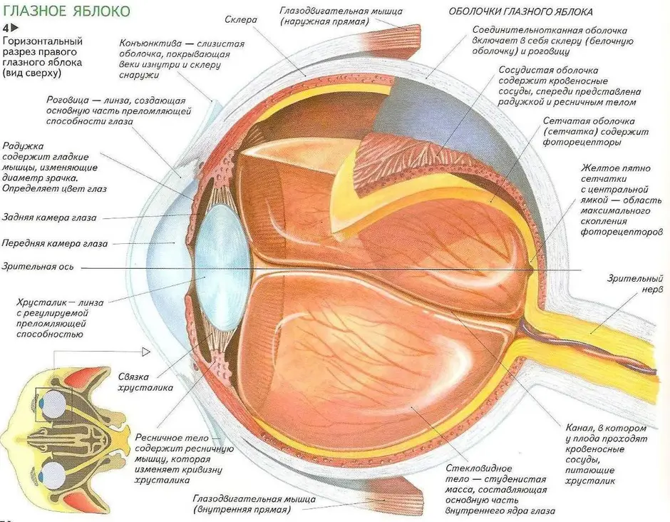 Строение глаза рисунок с обозначениями подробно