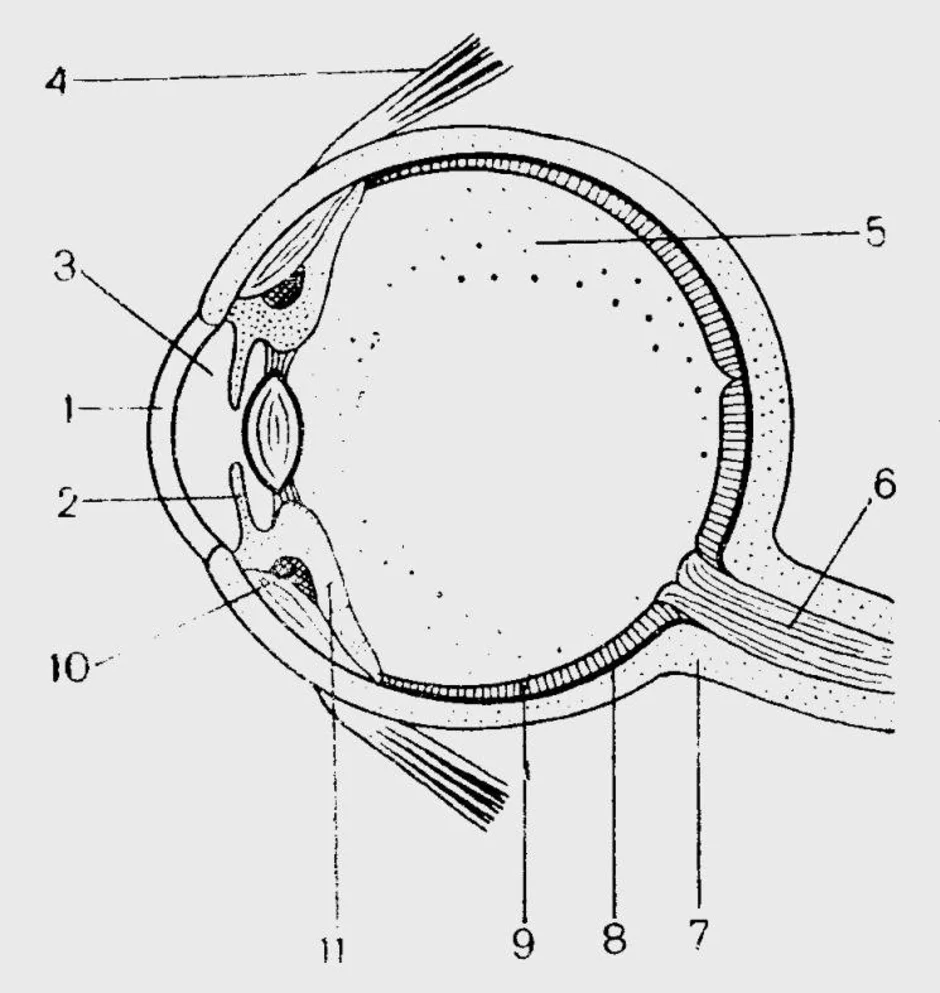 Строение глаза с обозначениями. Структура глазного яблока схема. Схематическое строение глазного яблока. Схема глазного яблока глаза. Строение глазного яблока человека анатомия.