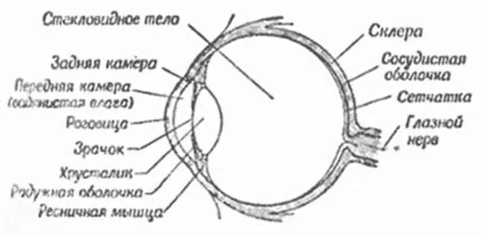 Рисунок глаз человека егэ