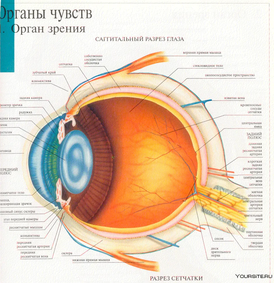 Рисунок глаза биология с подписями