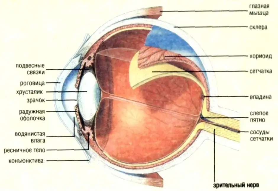 Строение глазного яблока презентация