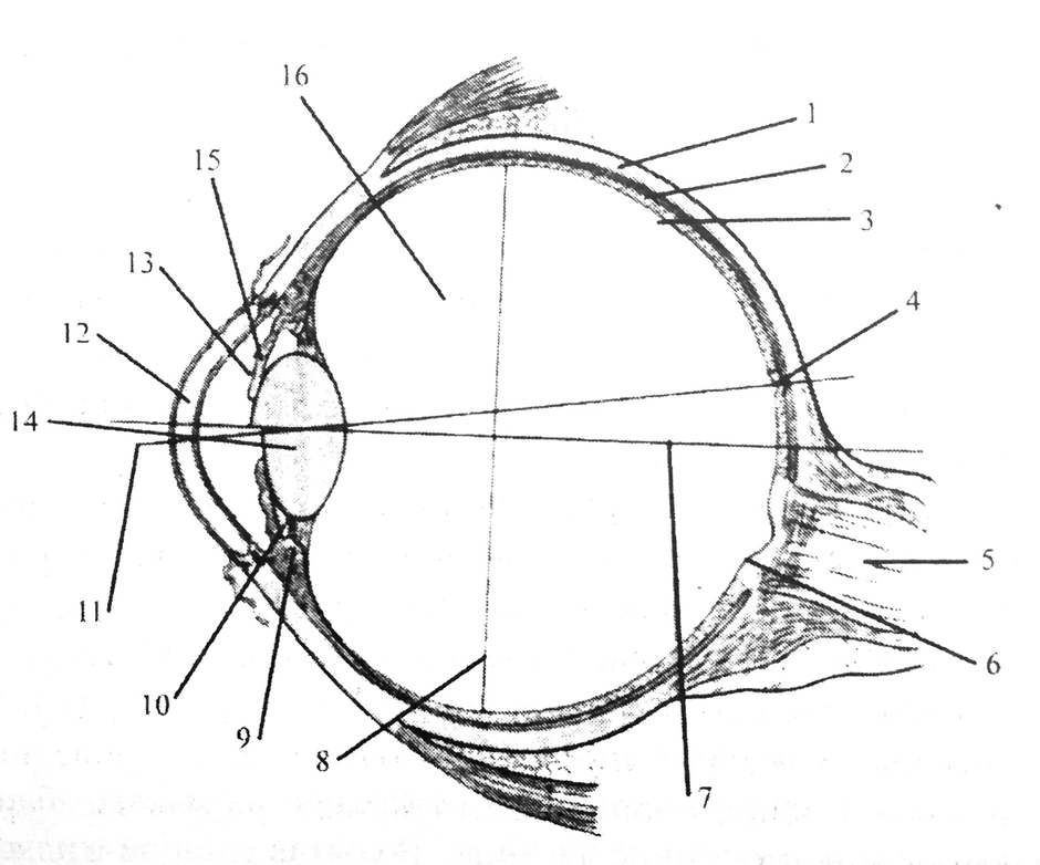 Рисунок глазного яблока с обозначениями