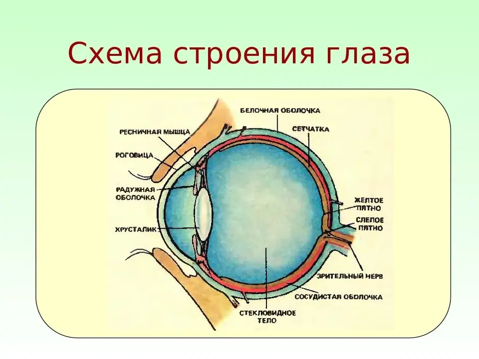 Определи какими цифрами на рисунке обозначены следующие структуры глаза