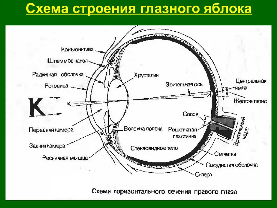 Схема глаза без подписей