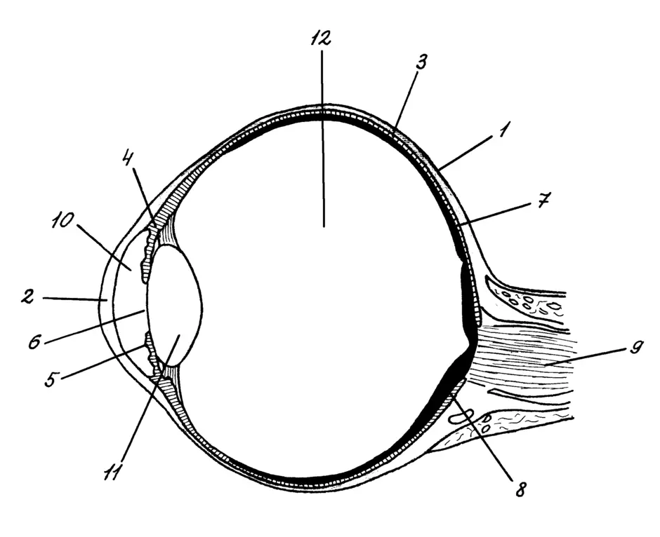Строение глаза человека рисунок с подписями