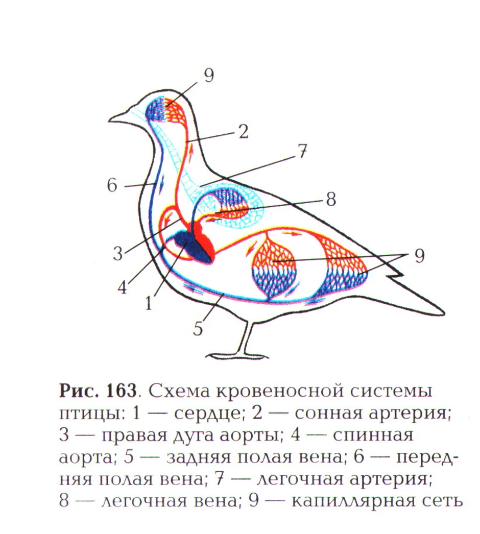 Гортань у птиц. Схема строения кровеносной системы птиц. Схема строения кровеносной системы голубя. Кровеносная система птиц схема с подписями. Схема кровеносной системы птицы схема.