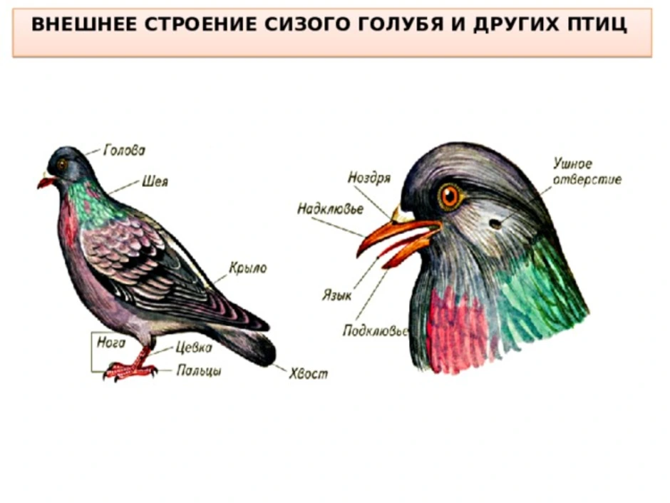 Форма и размеры головы птицы. Строение туловища голубя внешнее. Внешнее строение сизого голубя. Внутреннее строение сизого голубя. Внешнее строение конечностей голубя.
